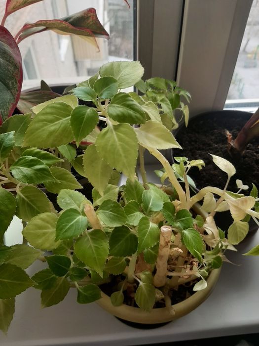 Продам цветы разные