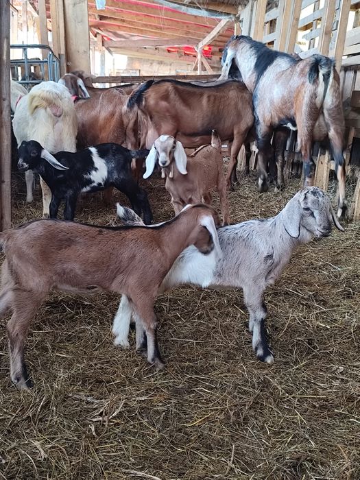 Vând schimb tapisori anglonubian