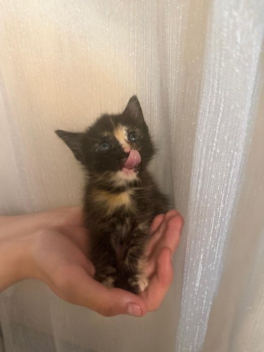 Котята девочки ищут дом