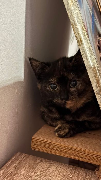 котенца от Созопол