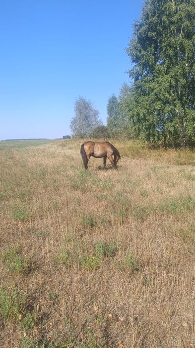 Продаю жеребца.