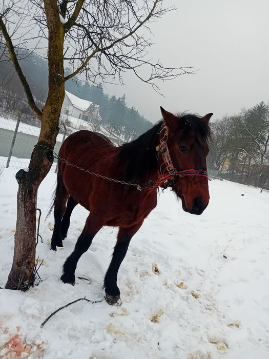 Armasar de vânzare de 5 ani