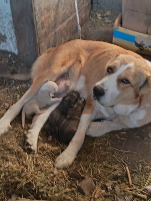 Алабай қаншық сатылады 3-туған.