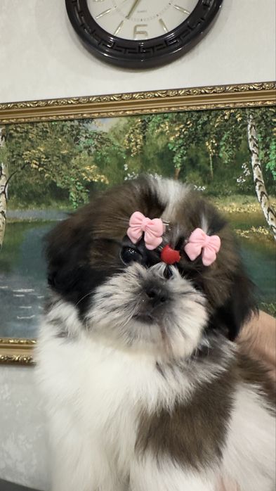 Шикарные щенки ши-тцу документы фци