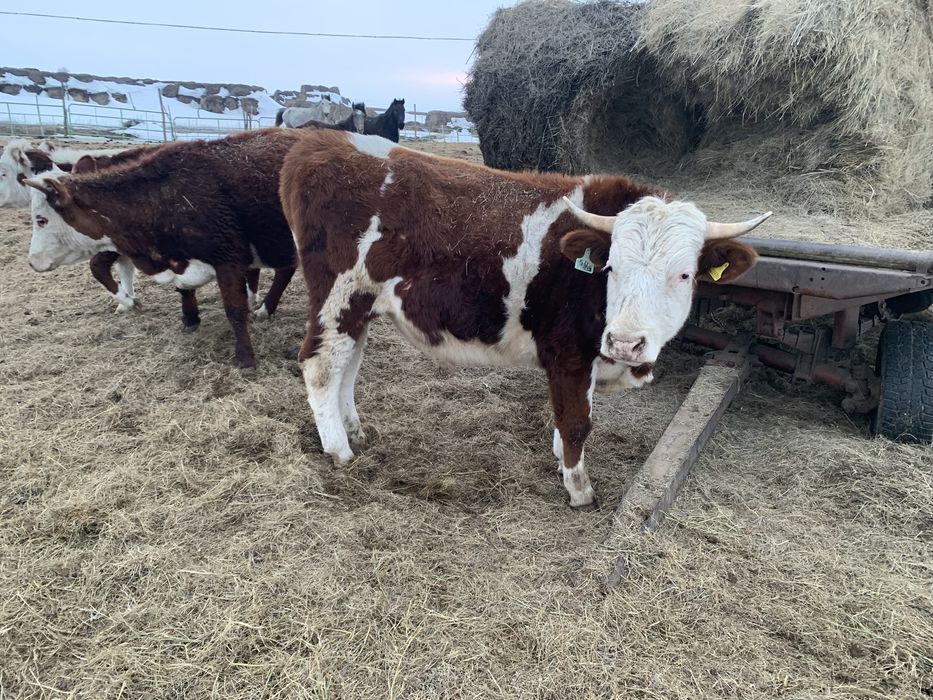 Продам КРС  обши сатылады