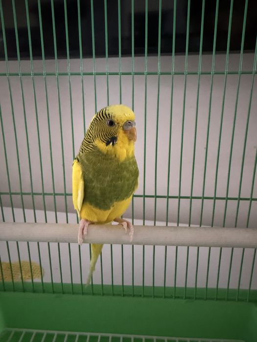 Продам волнистого попугая!