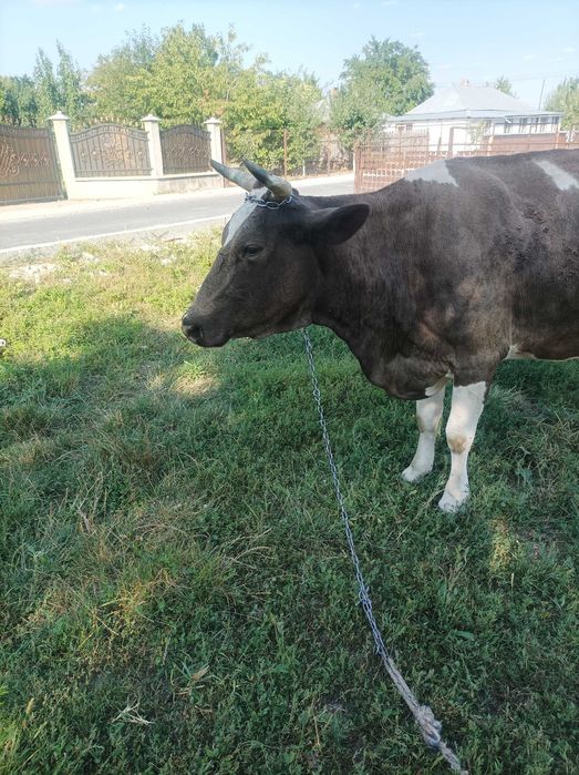 Animale domestice