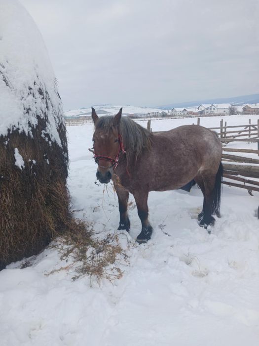 Vând iapă de 5 ani sau schimb cu oi sau viței