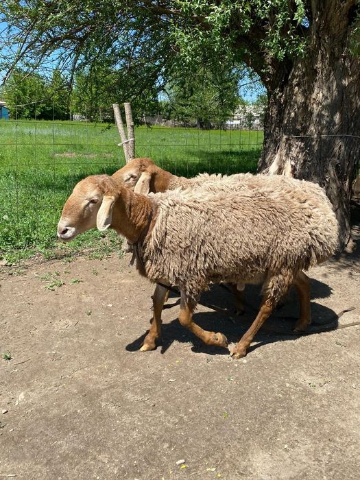 Қошқар Арашан таза