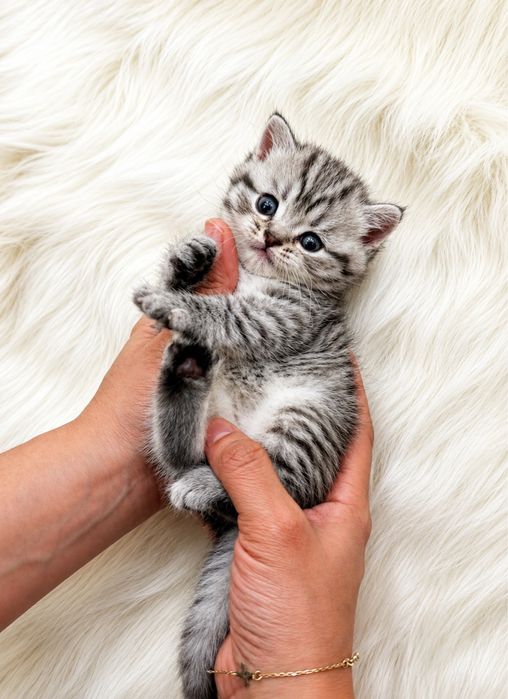 Mushuk scottish fold