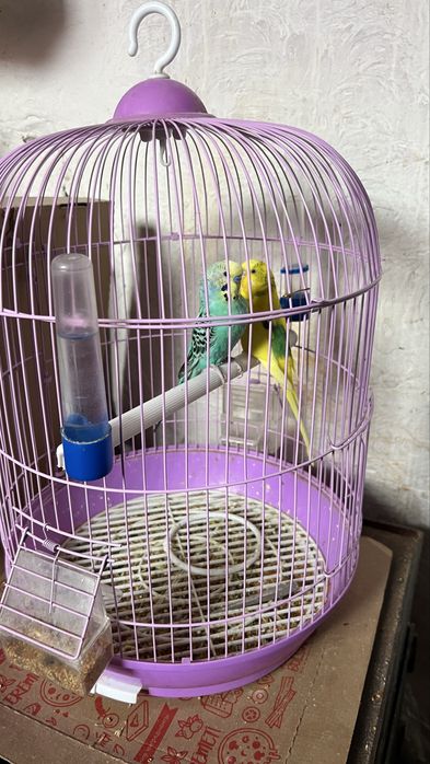 Продам Попугай ..