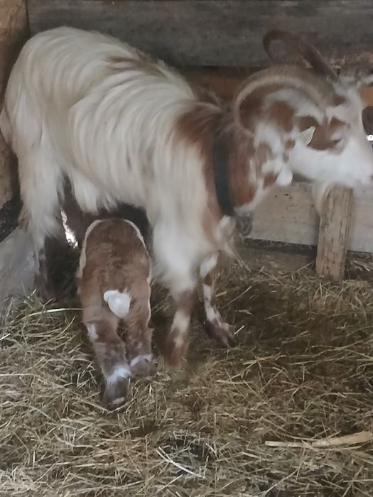 vând capre tinere cu miel si ied după ele!