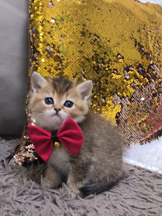 Котята чистокровные