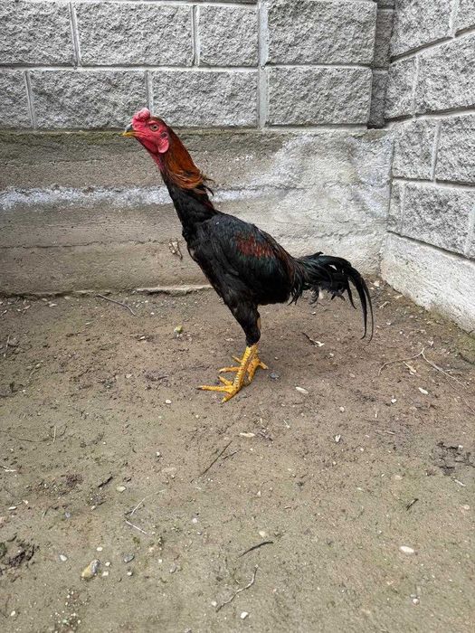 Бойцовый дакан петух