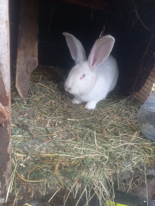 Кролики породы Фландер