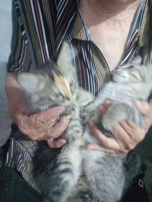 Отдам в хорошие руки