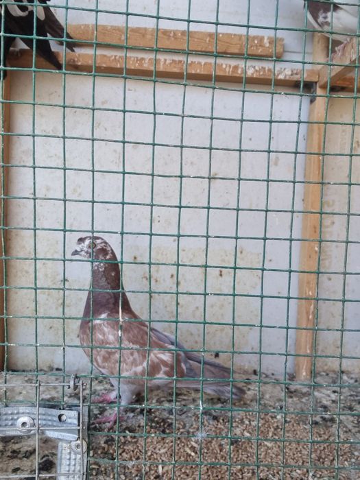 Arzon Kaptarla sotiladi