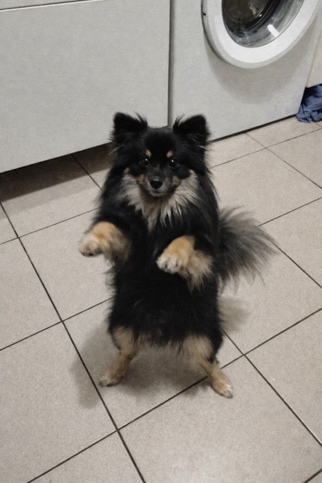 Продам шпица  девочку