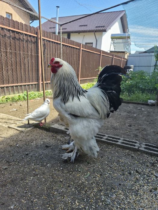 Vând sau schimb pe iepuri de rasa uriaș german/fluture german
