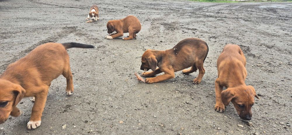 Гончета на 55 дни