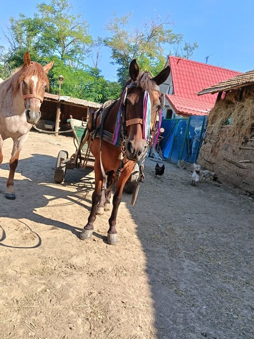 Vând iapă garantată la căruță