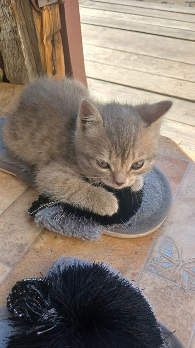 Возьмите котёнка