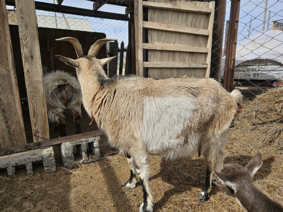 Ешкы альпи нуби лактарымен