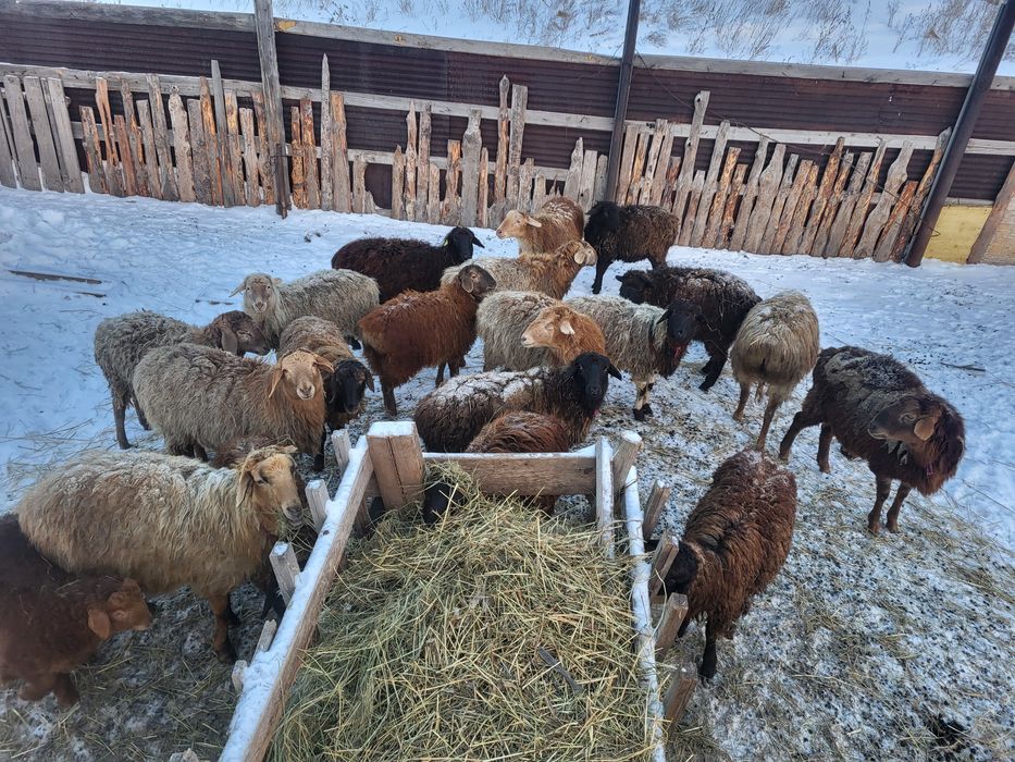 Бараны корова овцематки