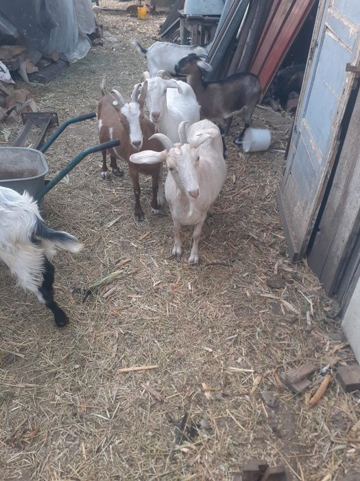 4 capre de vânzare