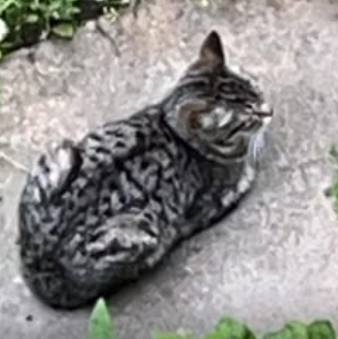 Бесплатно отдают котят, кошку