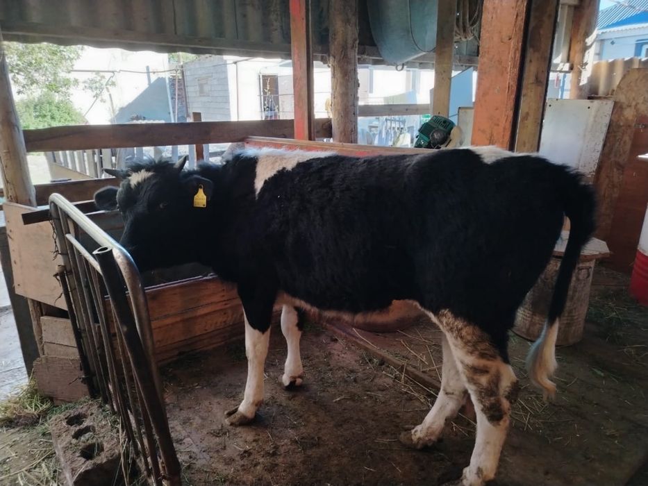 Тана сатылады 1 жас 3 ай