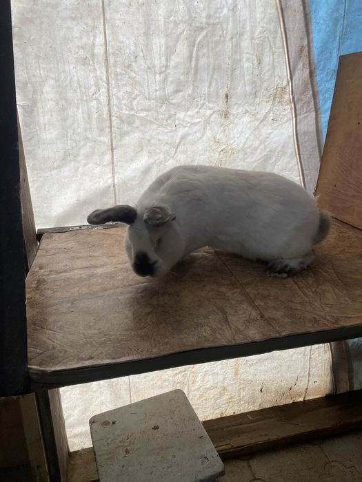 Продам кролов калифорния