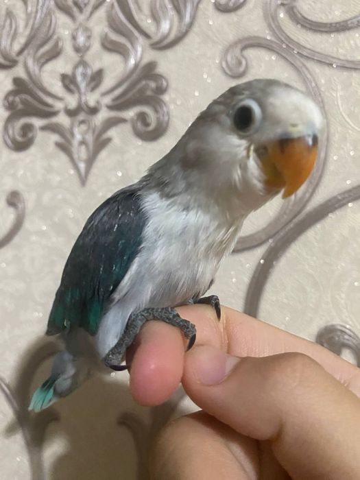 Ruchnoy popugay nerazluchka sotiladi