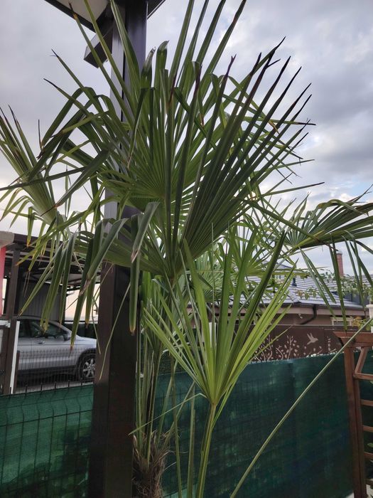 Палма, растения и цветя