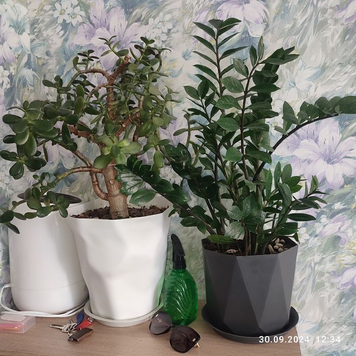 Растения домашние разные