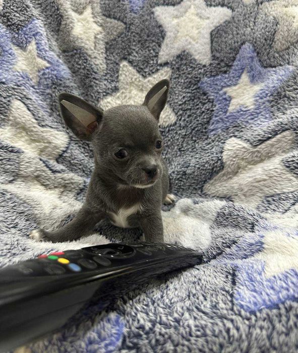 Предлагается к продаже мальчик Чихуахуа лилового окраса