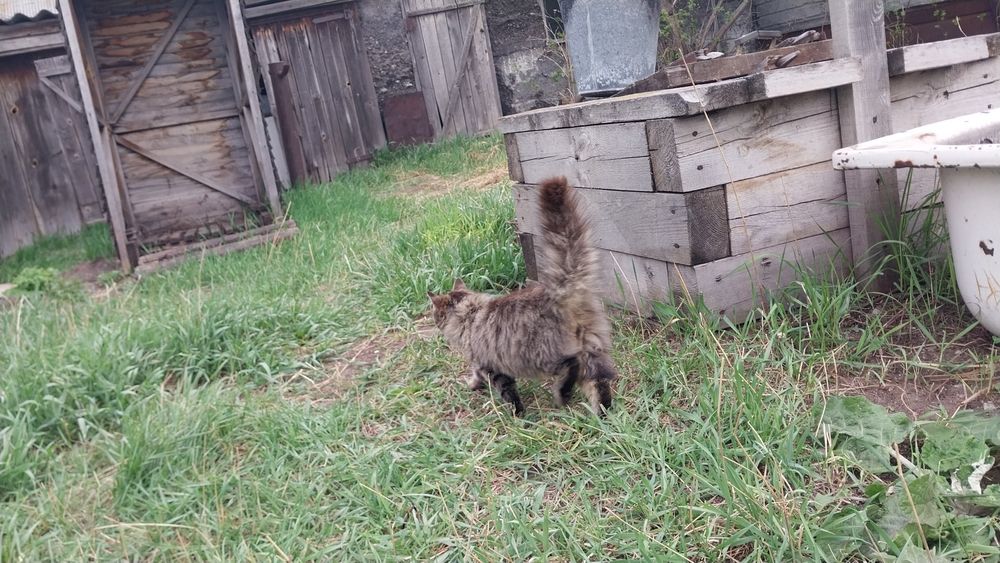 Котёнок, нуждается в помощи волонтёров