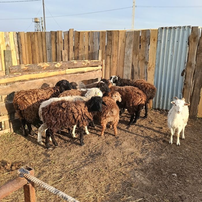 Продам овец 15 голов