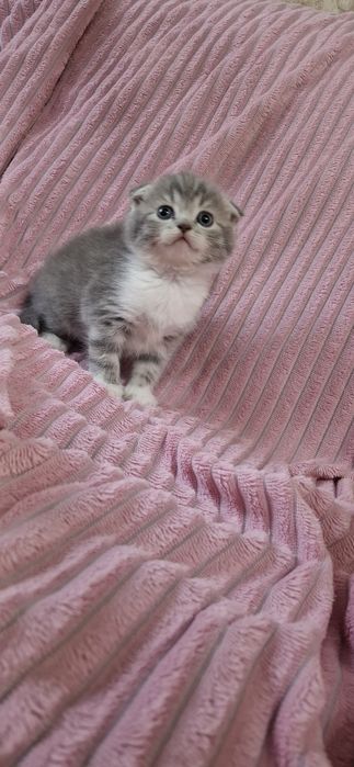 Скоттиш фолд котята шотландские