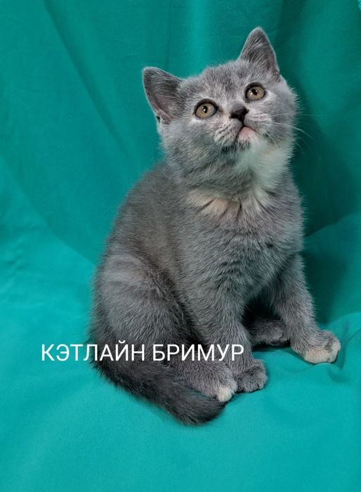 Британские котята из питомника!