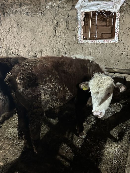 Продам бычков на доращивание