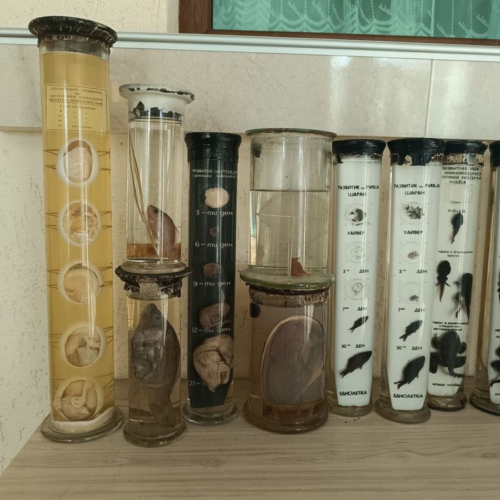 Консервирани Препарирани влечуги животни и в стъкленица