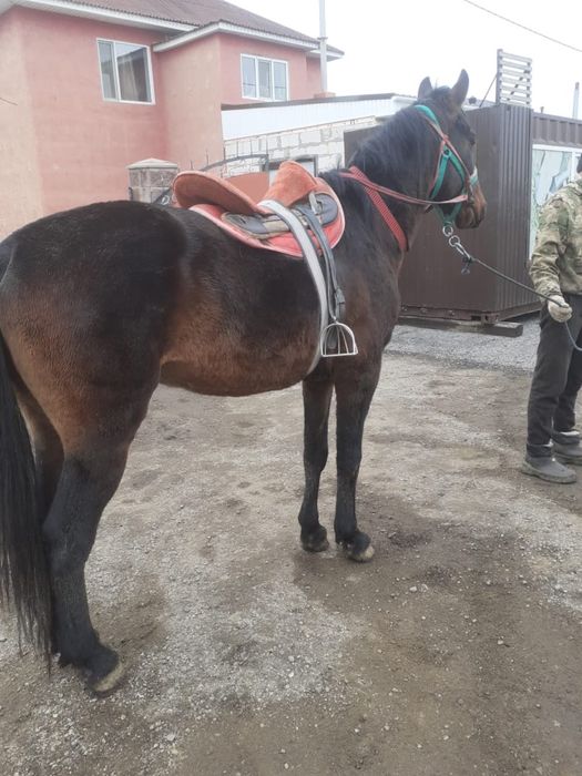 Айгыр жеребец 5 летка агылшын