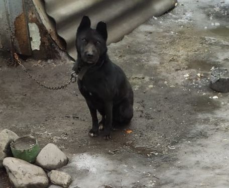 Отдадим собаку в добрые руки