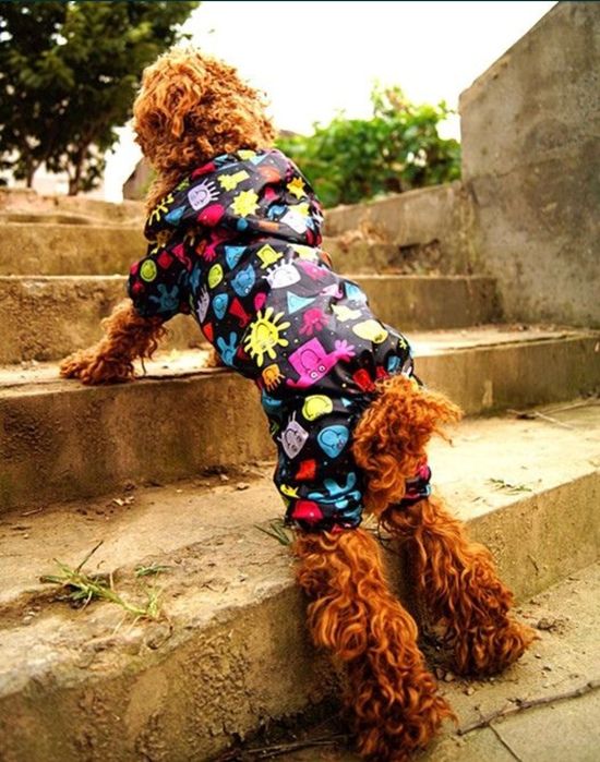 Дождевик для собачки