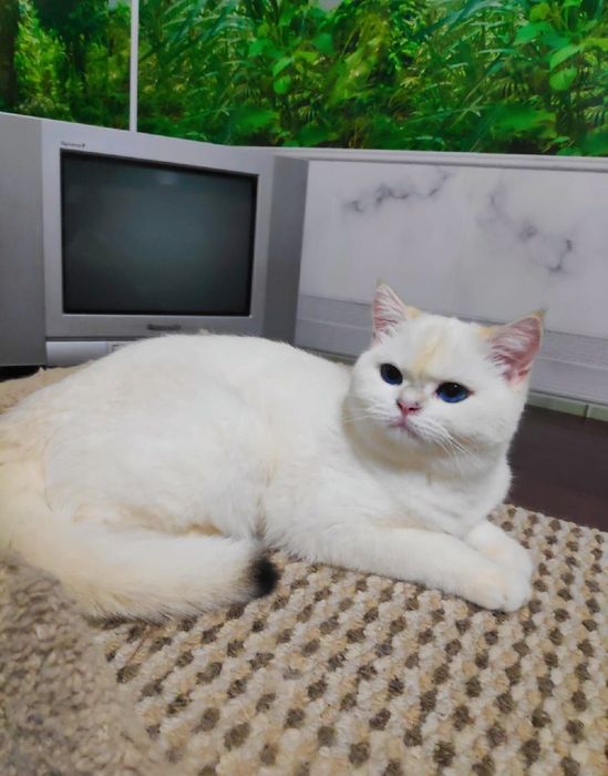 Золотая шиншилла