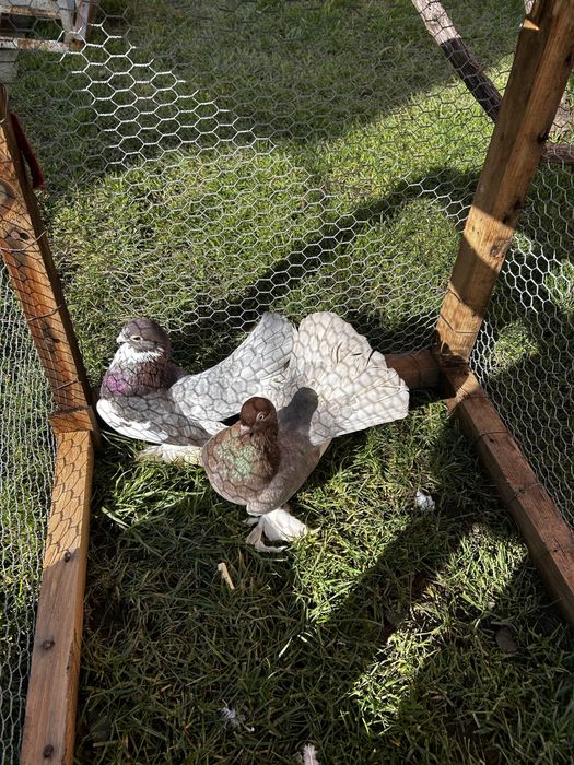 Porumbei diferite rase