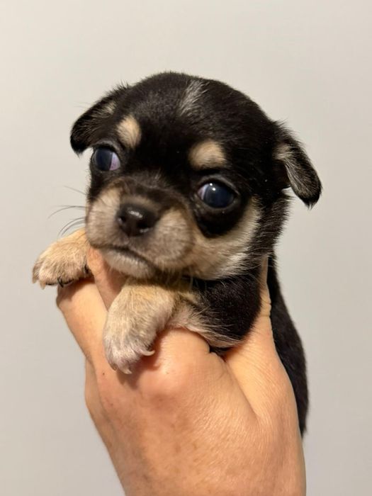 Чихуахуа чёрно подпалые