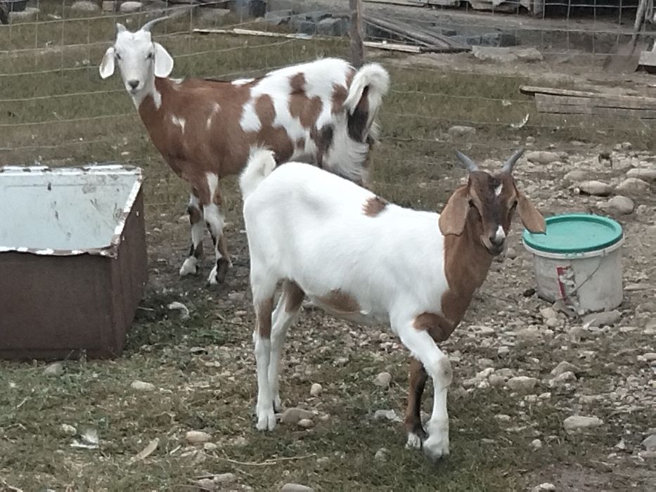 Vând ieduțe din primăvară