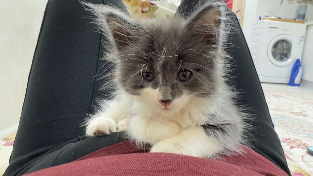 Котенок мальчик,  мама Мейн кун